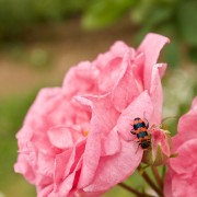 IMG 8824