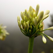 Madeira2008 CRW 4617 : portugal, madeira