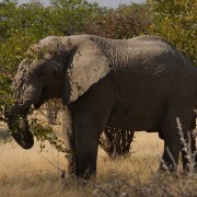 africa2006 CRW 2900 : Africa Afrika, Fauna Tier Animal, Urlaub