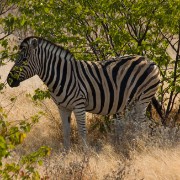 africa2006 CRW 2925 : Africa Afrika, Fauna Tier Animal, Urlaub