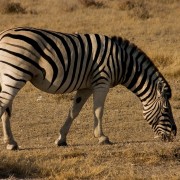 africa2006 CRW 2933 : Africa Afrika, Fauna Tier Animal, Urlaub