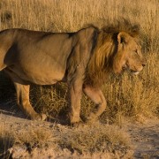 africa2006 CRW 2997 : Africa Afrika, Fauna Tier Animal, Urlaub