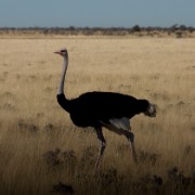 africa2006 CRW 3052 : Africa Afrika, Fauna Tier Animal, Urlaub