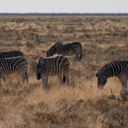 africa2006 CRW 3056 : Africa Afrika, Fauna Tier Animal, Urlaub