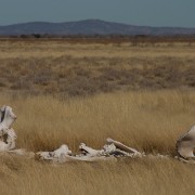 africa2006 CRW 3058 : Africa Afrika, Fauna Tier Animal, Urlaub