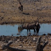 africa2006 CRW 3061 : Africa Afrika, Fauna Tier Animal, Urlaub