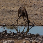 africa2006 CRW 3080 : Africa Afrika, Fauna Tier Animal, Urlaub