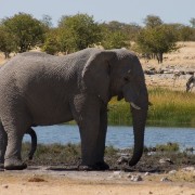 africa2006 CRW 3110 : Africa Afrika, Fauna Tier Animal, Urlaub