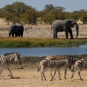 africa2006 CRW 3113 : Africa Afrika, Fauna Tier Animal, Urlaub