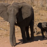 africa2006 CRW 3347 : Africa Afrika, Fauna Tier Animal, Urlaub