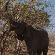 africa2006 CRW 3355 : Africa Afrika, Fauna Tier Animal, Urlaub