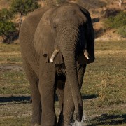 africa2006 CRW 3370 : Africa Afrika, Fauna Tier Animal, Urlaub