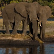 africa2006 CRW 3378 : Africa Afrika, Fauna Tier Animal, Urlaub