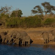 africa2006 CRW 3392 : Africa Afrika, Fauna Tier Animal, Urlaub